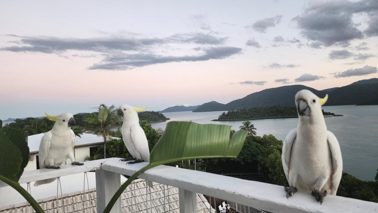 The Haven View - Airlie Beach Exteriör bild
