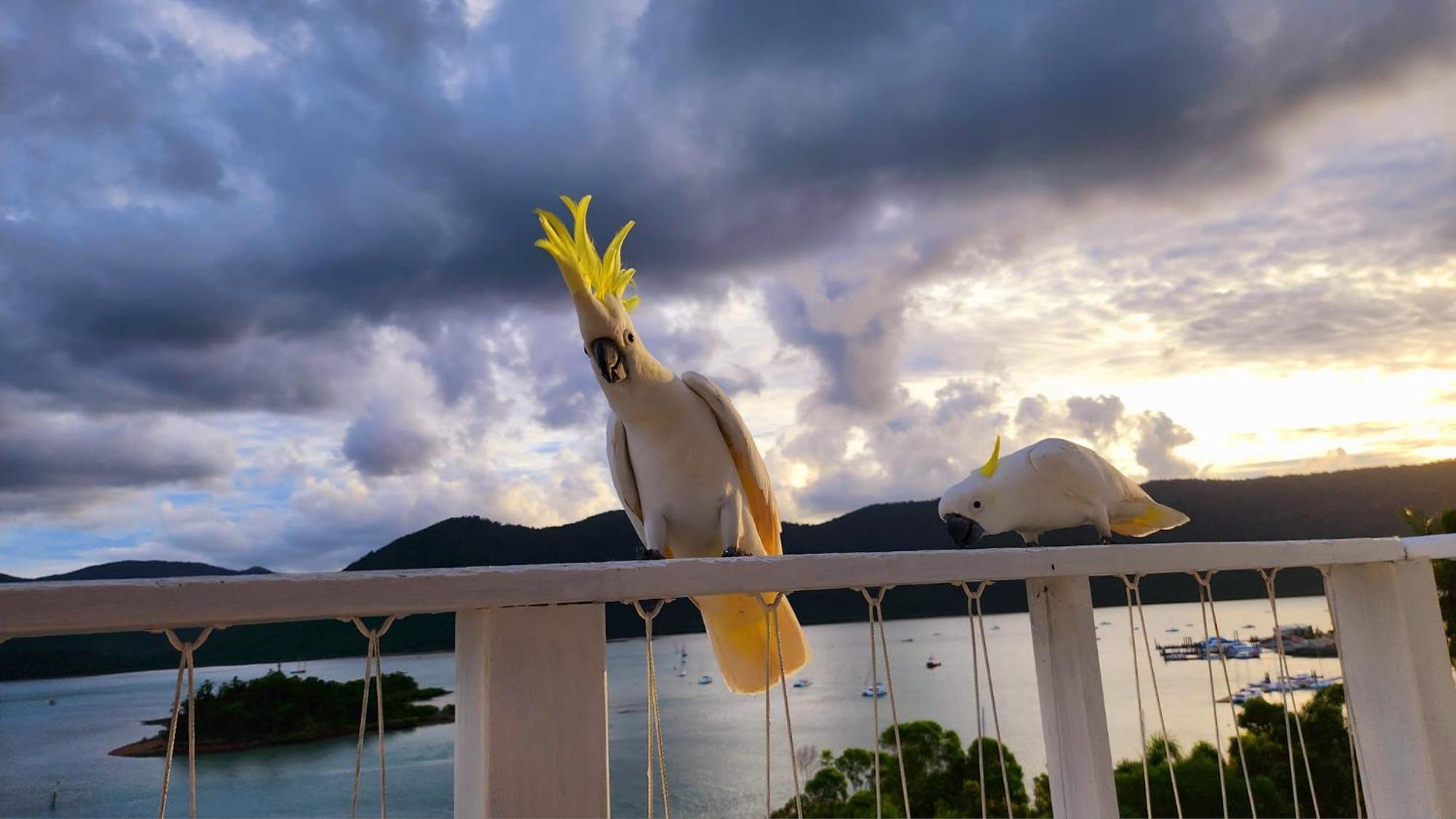 The Haven View - Airlie Beach Exteriör bild